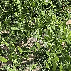 无化肥无农药种植甜脆豌豆