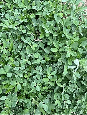 新鲜现摘苜蓿京东速运1kg