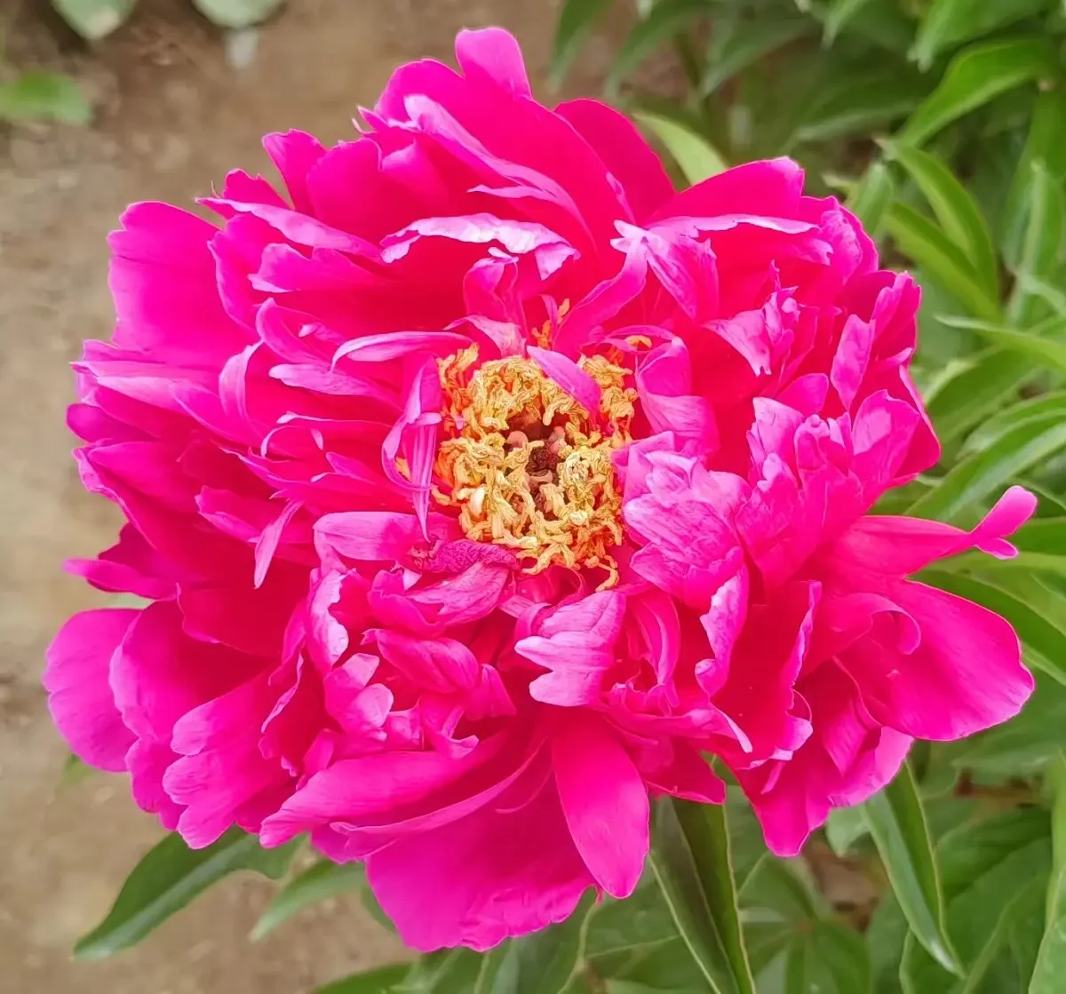 芍药鲜切花
