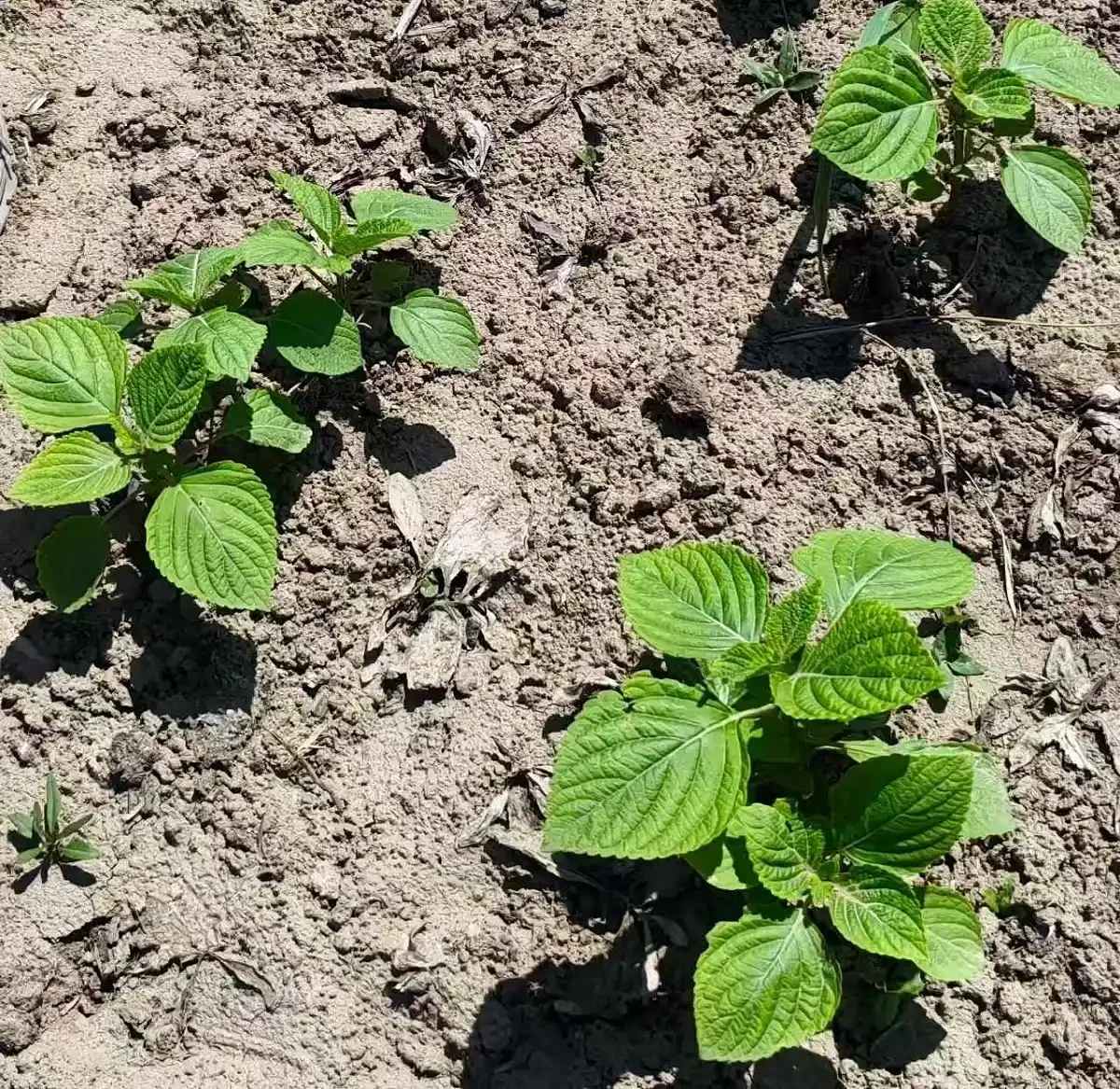 新鲜紫苏叶无农药化肥有机种植新鲜采摘