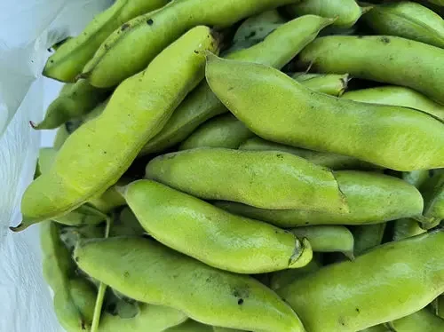 青蚕豆 无农药无化肥有机种植新鲜采摘