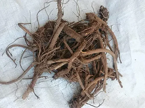 野生条羌