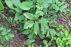 野生赤芍