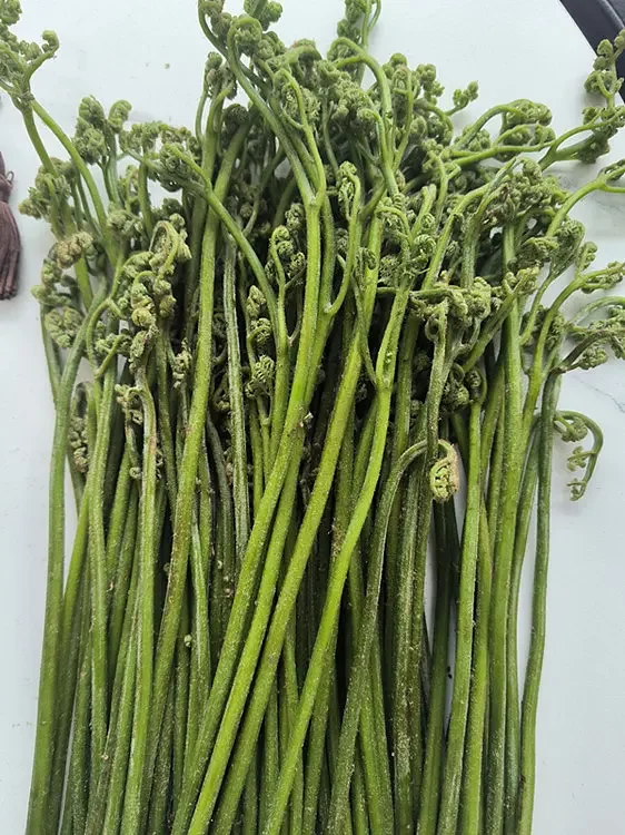 野生蕨菜