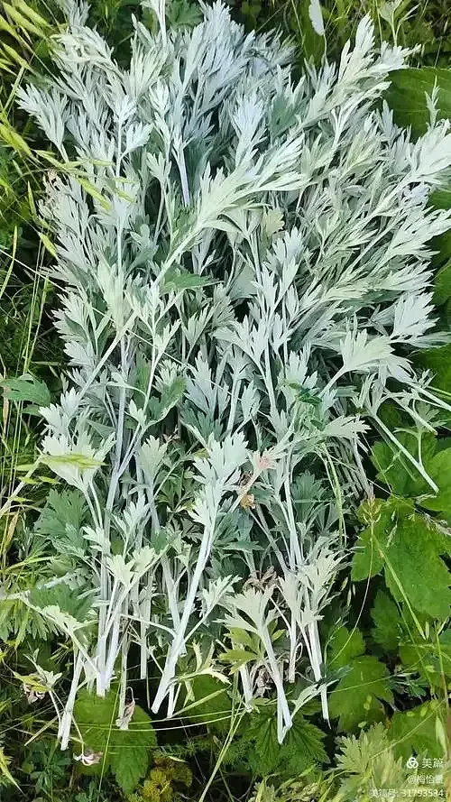 端午野生艾草（到店自取有惊喜）