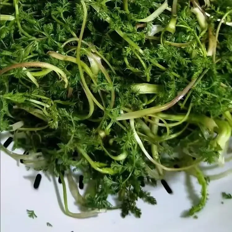太子山甘肃特产斜蒿马芋